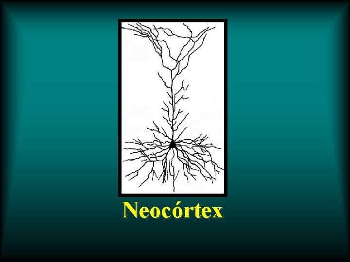 Neocórtex 