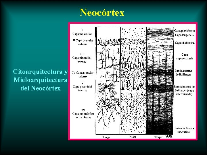 Neocórtex Citoarquitectura y Mieloarquitectura del Neocórtex 