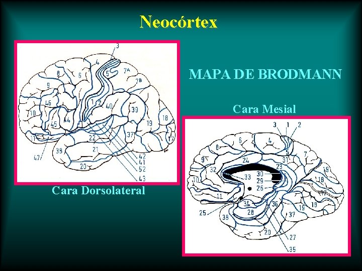 Neocórtex MAPA DE BRODMANN Cara Mesial Cara Dorsolateral 