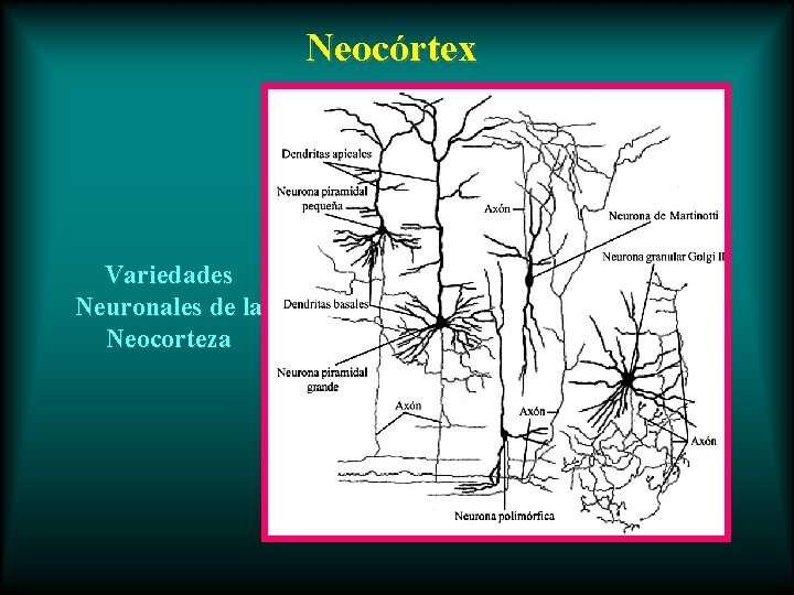 Neocórtex Variedades Neuronales de la Neocorteza 