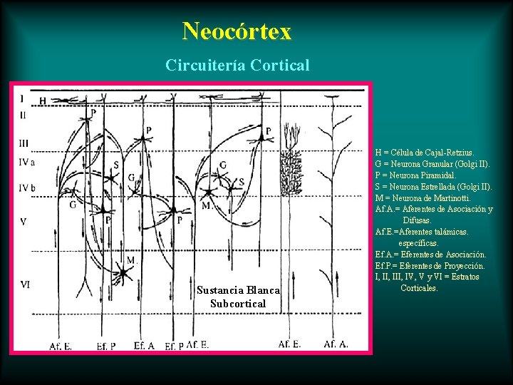 Neocórtex Circuitería Cortical Sustancia Blanca Subcortical H = Célula de Cajal-Retzius. G = Neurona