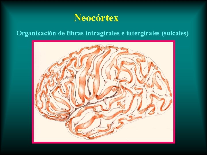 Neocórtex Organización de fibras intragirales e intergirales (sulcales) 