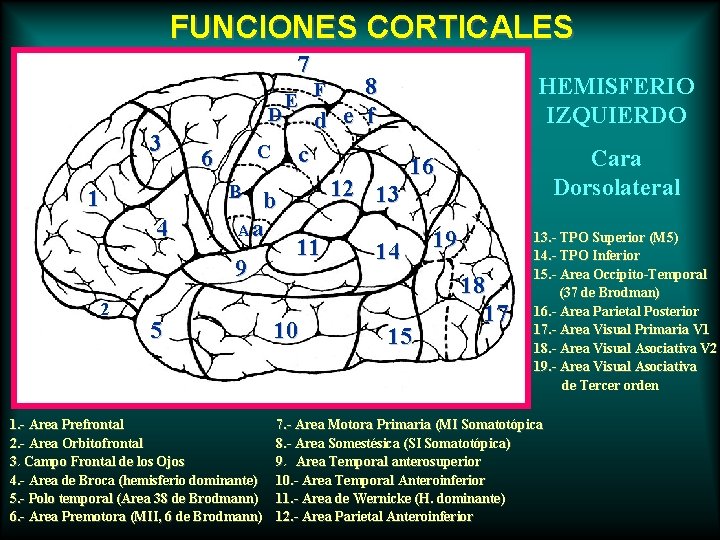 FUNCIONES CORTICALES 7 D 3 C 6 8 d e f 4 c b