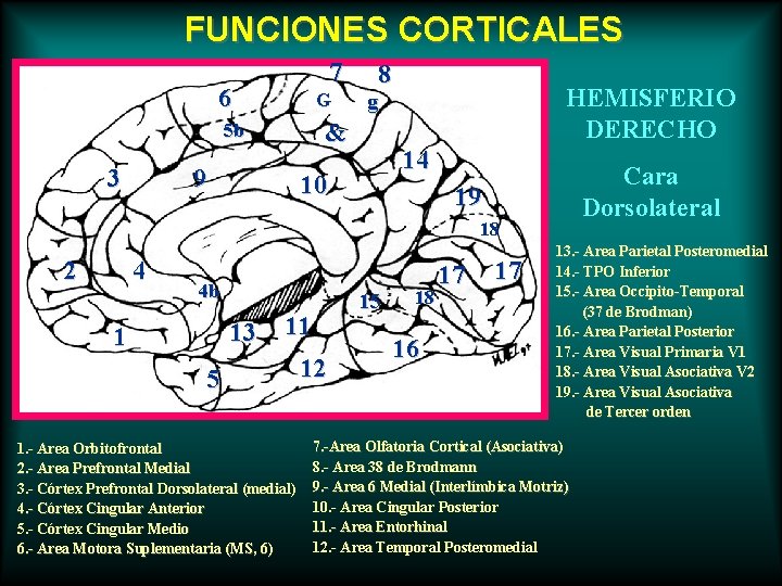 FUNCIONES CORTICALES 7 6 G 9 HEMISFERIO DERECHO g & 5 b 3 8