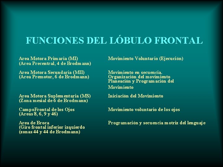 FUNCIONES DEL LÓBULO FRONTAL Area Motora Primaria (MI) (Area Precentral, 4 de Brodmann) Movimiento