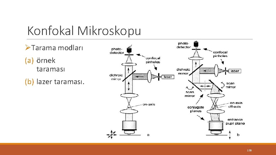 Konfokal Mikroskopu ØTarama modları (a) örnek taraması (b) lazer taraması. 130 Konfokal Mikroskopu ØTarama modları (a) örnek taraması (b) lazer taraması. 130