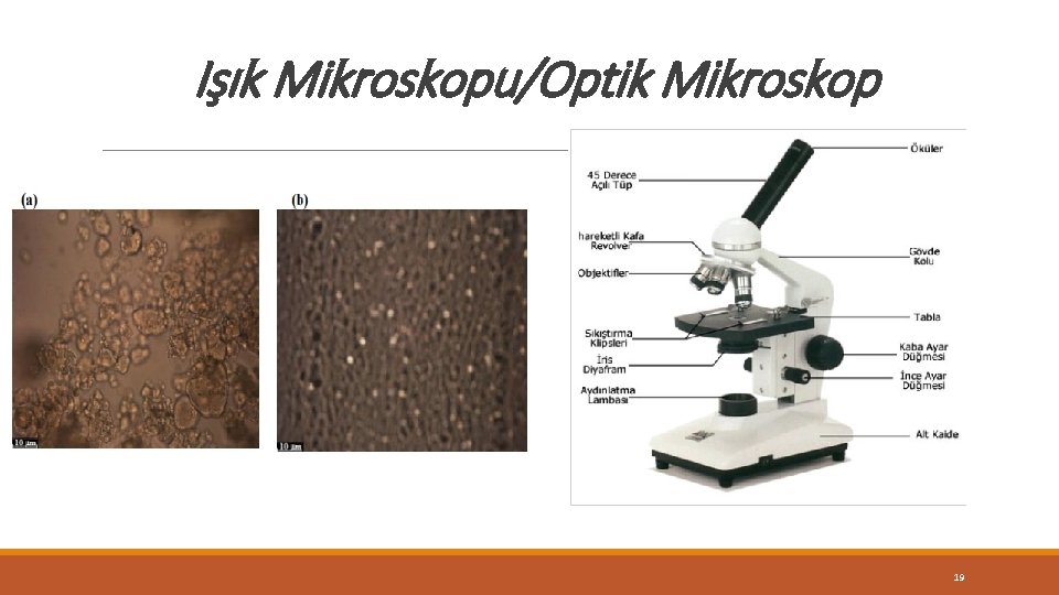 Işık Mikroskopu/Optik Mikroskop 19 Işık Mikroskopu/Optik Mikroskop 19