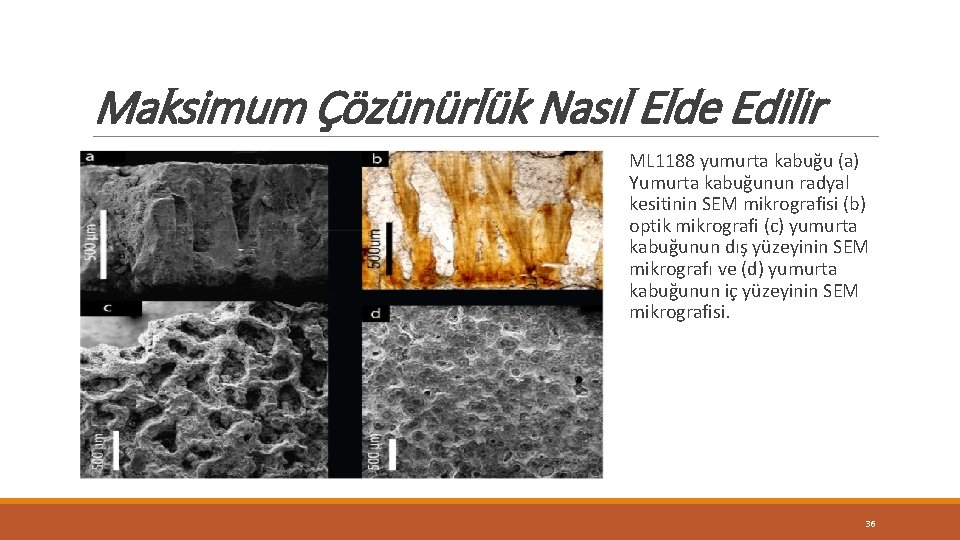 Maksimum Çözünürlük Nasıl Elde Edilir ML 1188 yumurta kabuğu (a) Yumurta kabuğunun radyal kesitinin Maksimum Çözünürlük Nasıl Elde Edilir ML 1188 yumurta kabuğu (a) Yumurta kabuğunun radyal kesitinin