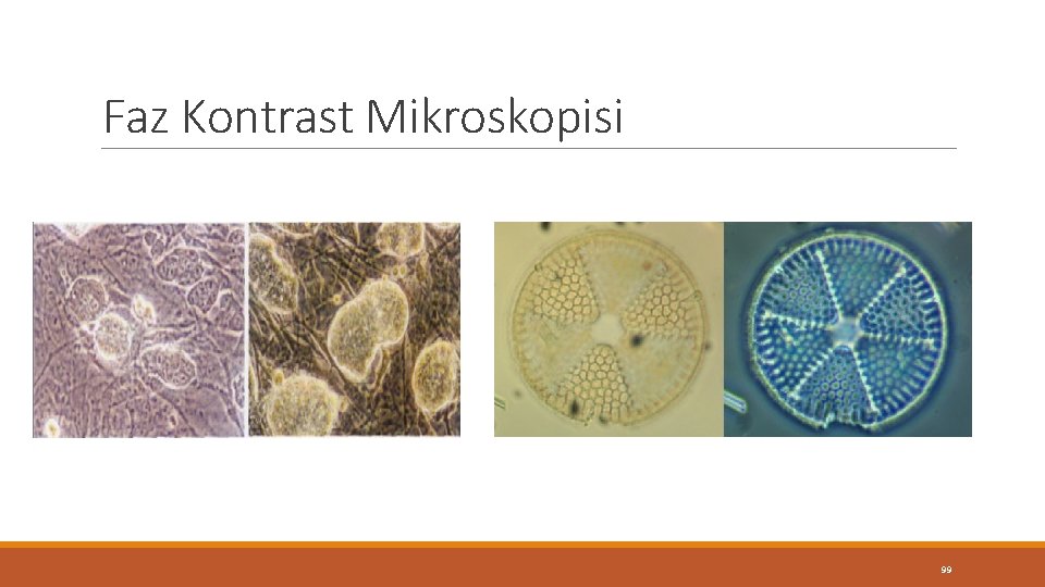 Faz Kontrast Mikroskopisi 99 Faz Kontrast Mikroskopisi 99