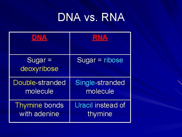 DNA vs. RNA DNA RNA Sugar = deoxyribose Sugar = ribose Double-stranded molecule Single-stranded