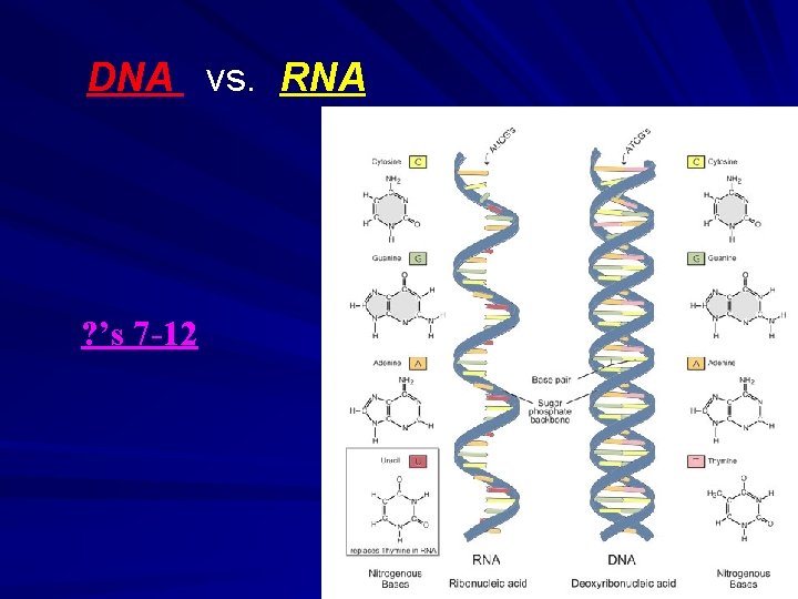 DNA vs. RNA ? ’s 7 -12 