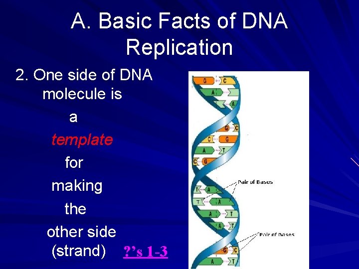 A. Basic Facts of DNA Replication 2. One side of DNA molecule is a