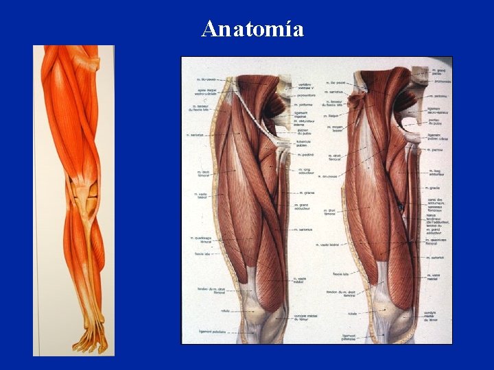 Anatomía 