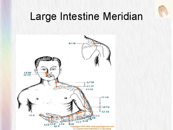 Large Intestine Meridian 