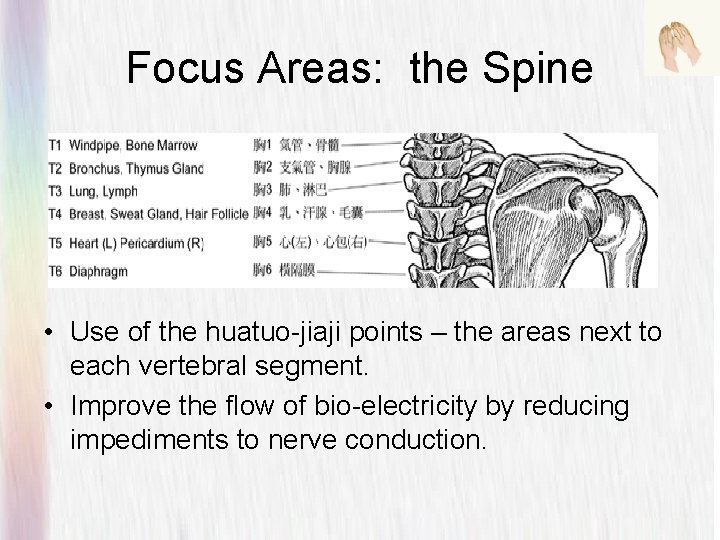 Focus Areas: the Spine • Use of the huatuo-jiaji points – the areas next