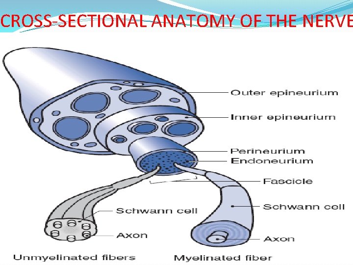 CROSS-SECTIONAL ANATOMY OF THE NERVE 