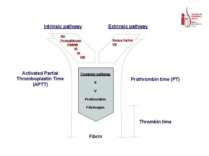 Intrinsic pathway Extrinsic pathway XII Prekallikrein HMWK XI IX VIII Activated Partial Thromboplastin Time