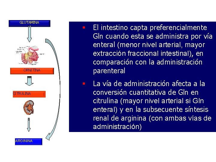 GLUTAMINA § El intestino capta preferencialmente Gln cuando esta se administra por vía enteral