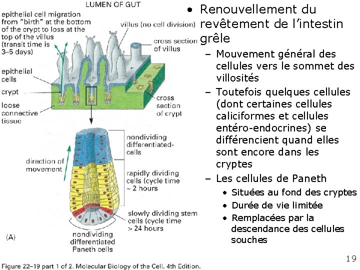  • Renouvellement du revêtement de l’intestin grêle Fig 22 -19 A – Mouvement