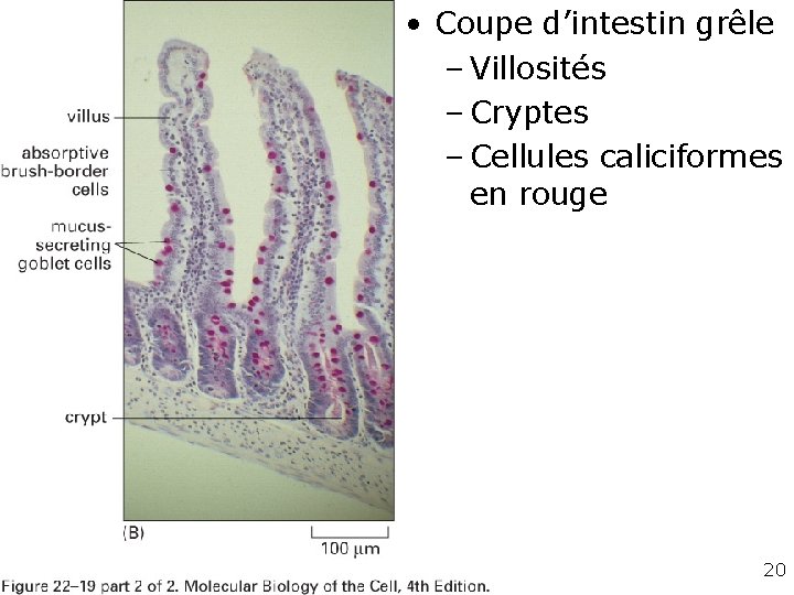  • Coupe d’intestin grêle – Villosités – Cryptes – Cellules caliciformes en rouge