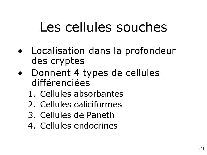 Les cellules souches • Localisation dans la profondeur des cryptes • Donnent 4 types