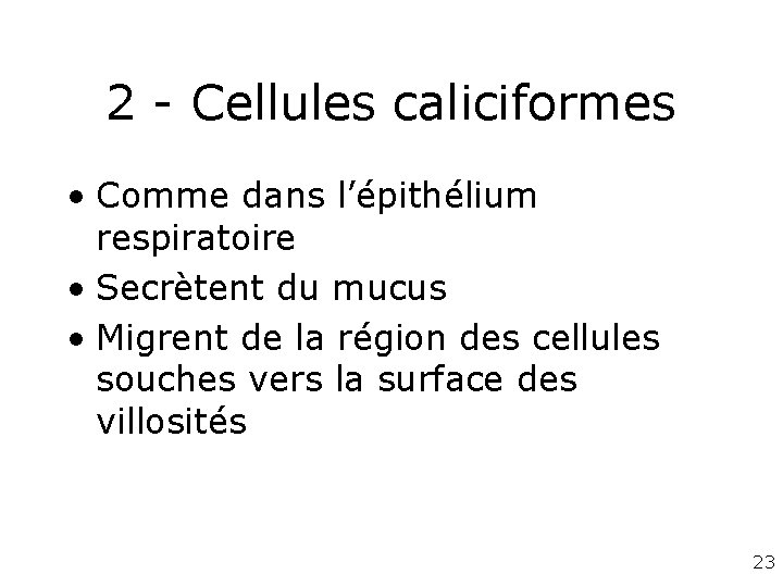 2 - Cellules caliciformes • Comme dans l’épithélium respiratoire • Secrètent du mucus •