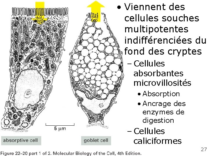 • Viennent des cellules souches multipotentes indifférenciées du fond des cryptes Fig 22