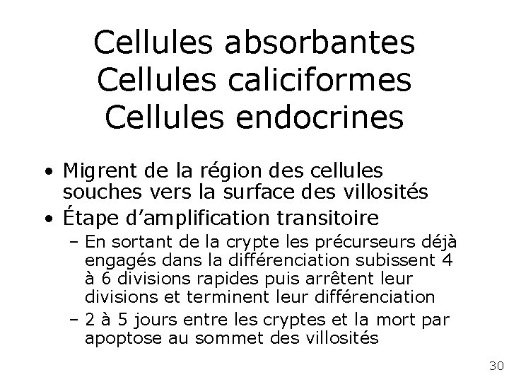 Cellules absorbantes Cellules caliciformes Cellules endocrines • Migrent de la région des cellules souches