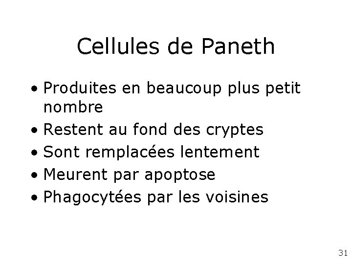 Cellules de Paneth • Produites en beaucoup plus petit nombre • Restent au fond