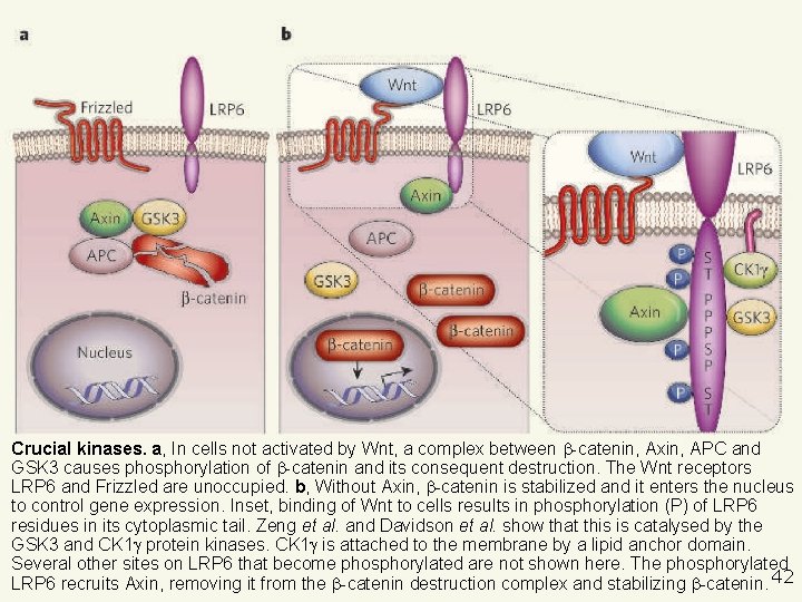 Nusse, R 2005 p 747 Cell biology: relays at the membrane. Nature. 2005, 438(7069):