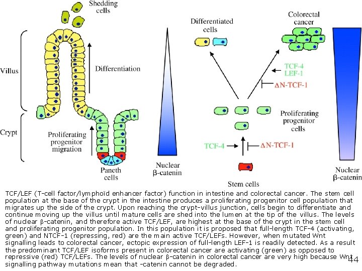Stefan Hoppler and Claire Louise Kavanagh. Wnt signalling: variety at the core Journal of