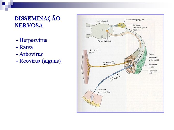 DISSEMINAÇÃO NERVOSA - Herpesvírus - Raiva - Arbovírus - Reovírus (alguns) 