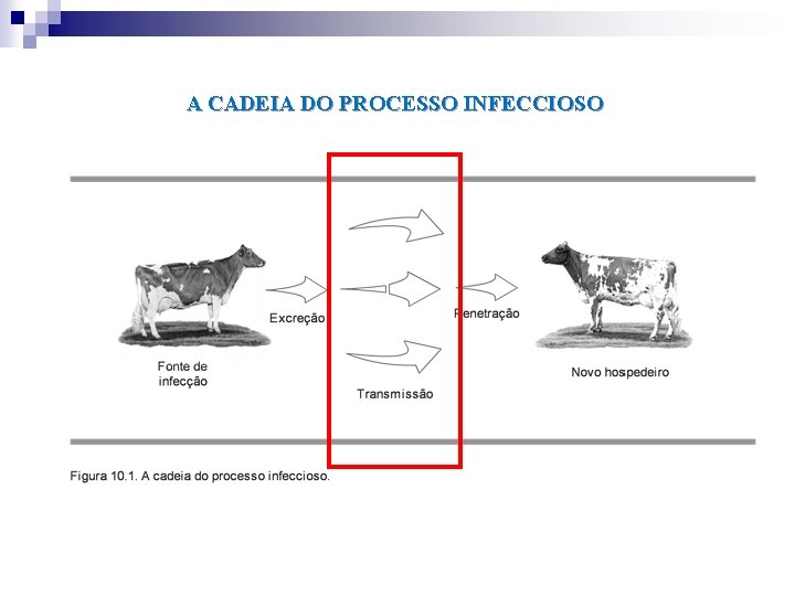 A CADEIA DO PROCESSO INFECCIOSO 