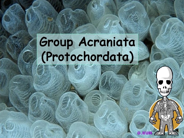 Group Acraniata (Protochordata) อ. แนต 