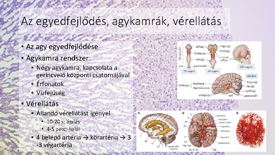 Az egyedfejlődés, agykamrák, vérellátás • Az agy egyedfejlődése • Agykamra rendszer: • Négy agykamra,