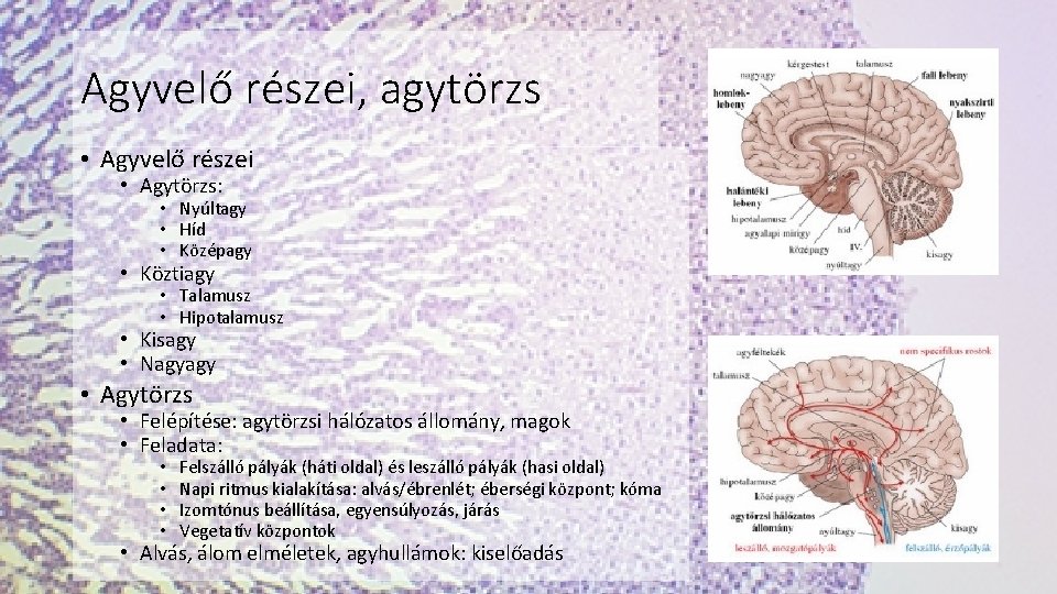 Agyvelő részei, agytörzs • Agyvelő részei • Agytörzs: • Nyúltagy • Híd • Középagy