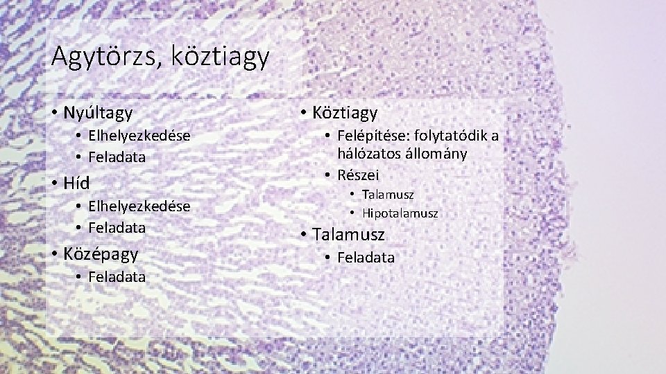 Agytörzs, köztiagy • Nyúltagy • Elhelyezkedése • Feladata • Híd • Elhelyezkedése • Feladata