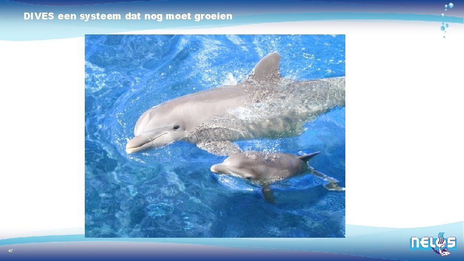 DIVES een systeem dat nog moet groeien 47 