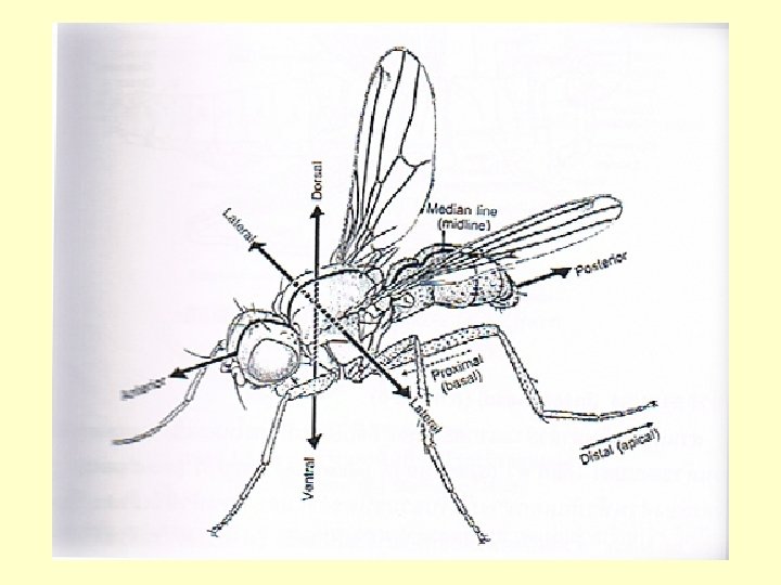 Sterna Insects Entomology for Agriculture External Anatomy http bugs bio