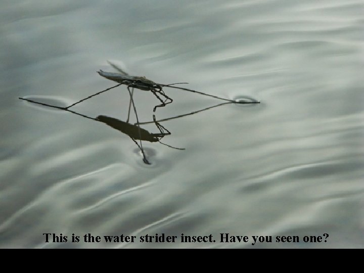 This is the water strider insect. Have you seen one? 