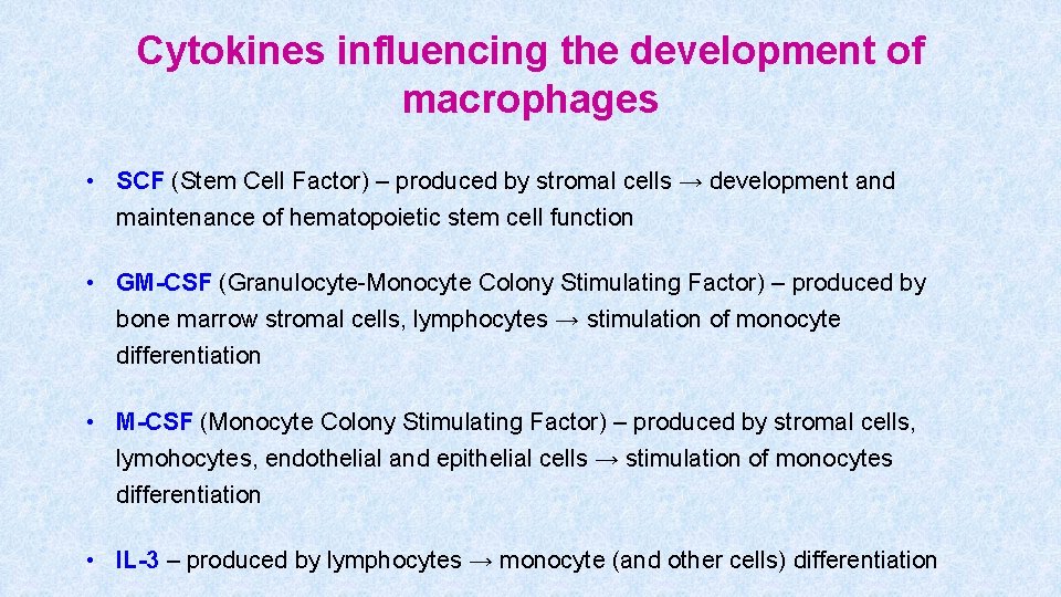 Cytokines influencing the development of macrophages • SCF (Stem Cell Factor) – produced by