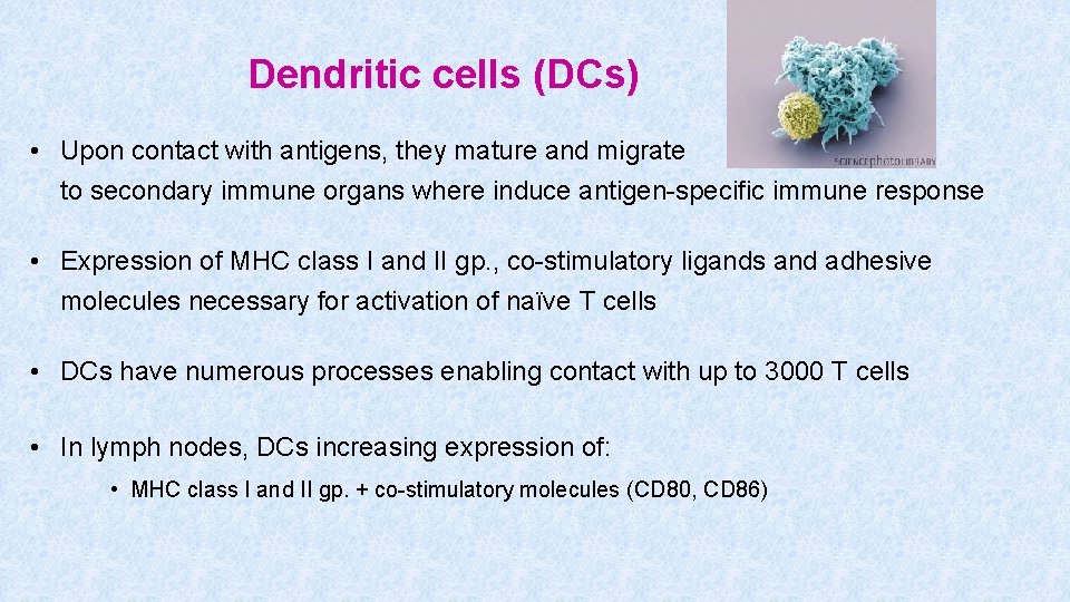 Dendritic cells (DCs) • Upon contact with antigens, they mature and migrate to secondary