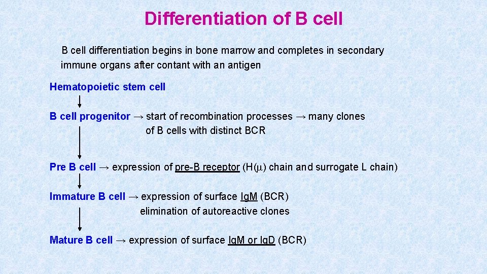 Differentiation of B cell differentiation begins in bone marrow and completes in secondary immune