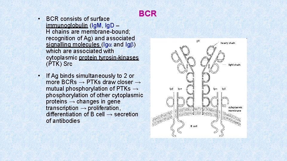 BCR • BCR consists of surface immunoglobulin (Ig. M, Ig. D – H chains