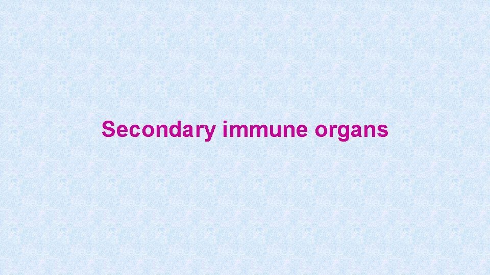 Secondary immune organs 