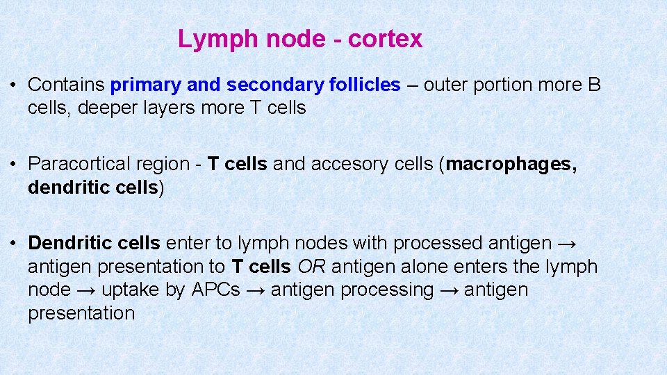 Lymph node - cortex • Contains primary and secondary follicles – outer portion more