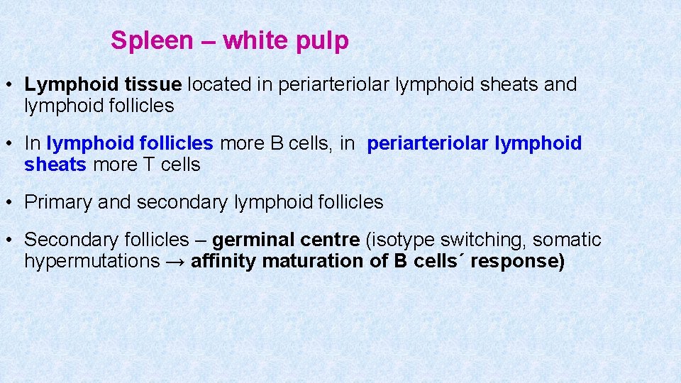 Spleen – white pulp • Lymphoid tissue located in periarteriolar lymphoid sheats and lymphoid