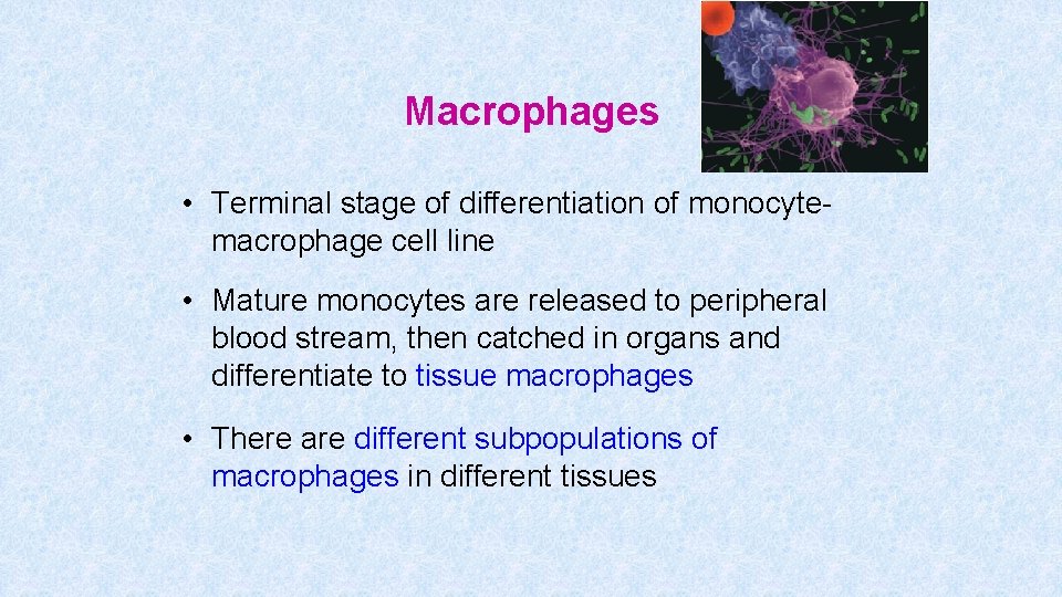 Macrophages • Terminal stage of differentiation of monocytemacrophage cell line • Mature monocytes are