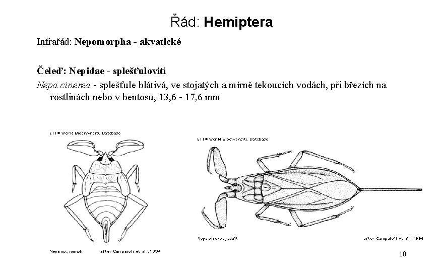 Řád: Hemiptera Infrařád: Nepomorpha - akvatické Čeleď: Nepidae - splešťulovití Nepa cinerea - splešťule