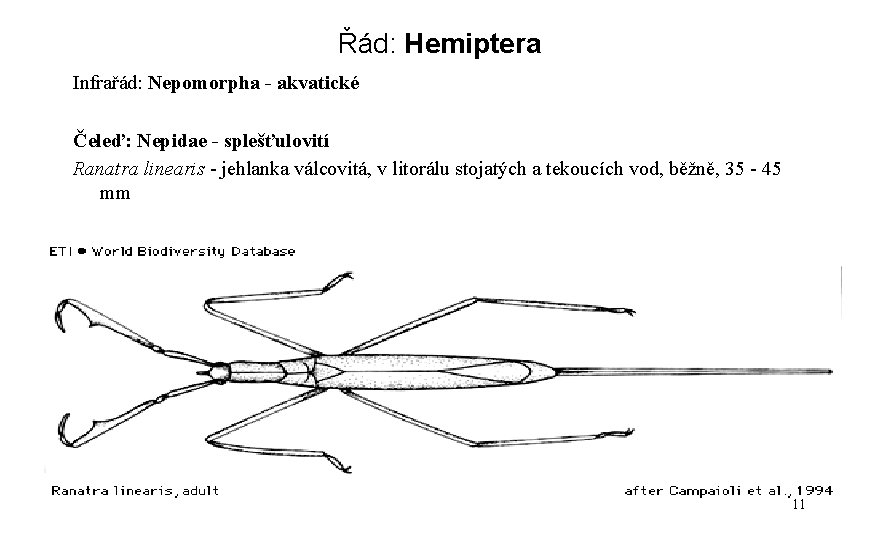 Řád: Hemiptera Infrařád: Nepomorpha - akvatické Čeleď: Nepidae - splešťulovití Ranatra linearis - jehlanka